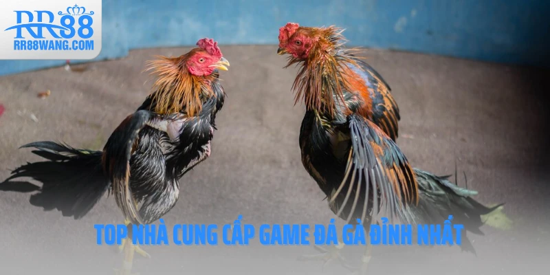 Đá Gà RR88 – Đấu Trường Kịch Tính Hàng Đầu Làng Cá Cược Việt