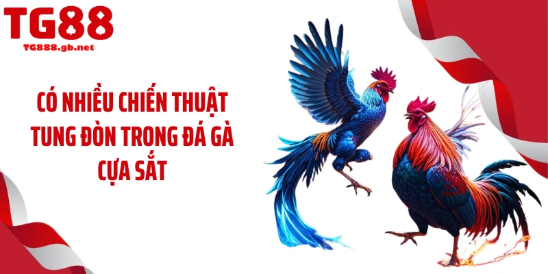 Đá Gà Cựa Sắt -Tăng Nhiệt Với Loạt Trận Máu Lửa