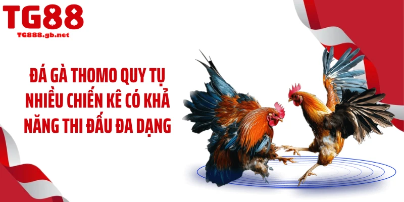 Đá Gà Thomo - Những Trận Đấu Máu Lửa, Khốc Liệt Nhất