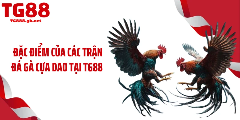 Đá Gà Cựa Dao Gây Sốt Với Tốc Độ Hạ Gục Chớp Nhoáng 