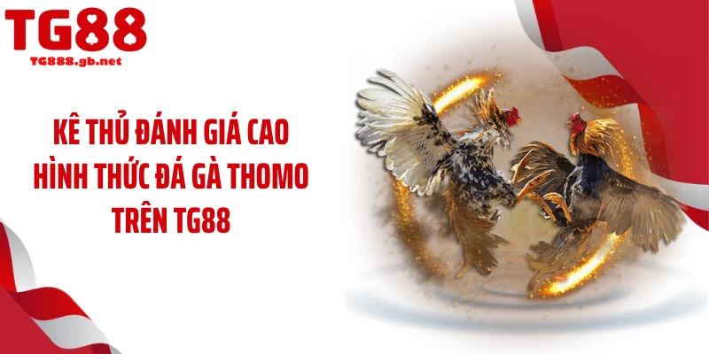 Đá Gà Thomo - Những Trận Đấu Máu Lửa, Khốc Liệt Nhất