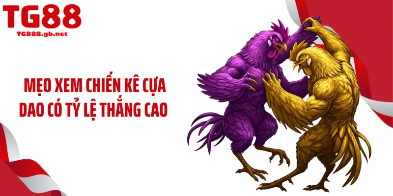 Đá Gà Cựa Dao Gây Sốt Với Tốc Độ Hạ Gục Chớp Nhoáng 