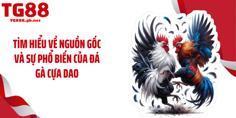 Đá Gà Cựa Dao Gây Sốt Với Tốc Độ Hạ Gục Chớp Nhoáng 